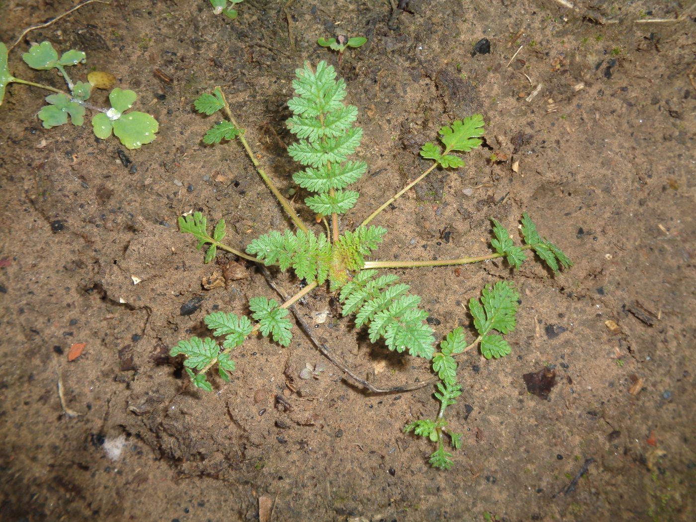 Изображение особи Erodium cicutarium.