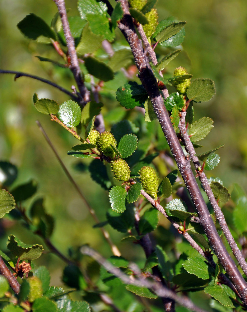 Изображение особи Betula rotundifolia.