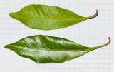 Syzygium aromaticum