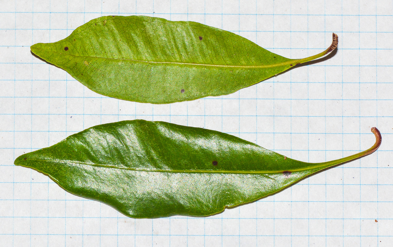 Image of Syzygium aromaticum specimen.