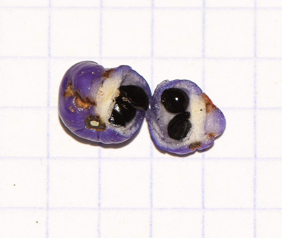 Image of Dianella caerulea specimen.