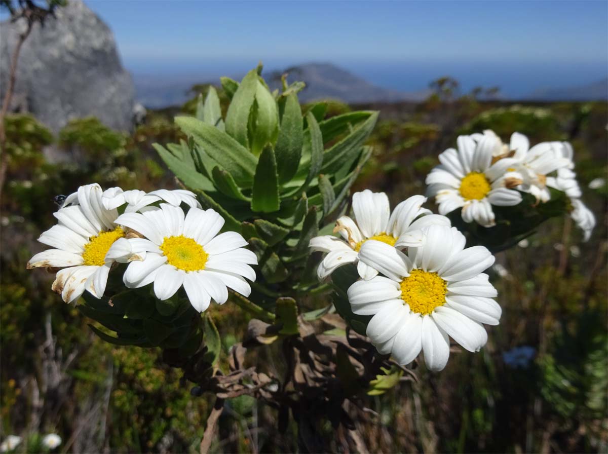 Image of Osmitopsis asteriscoides specimen.