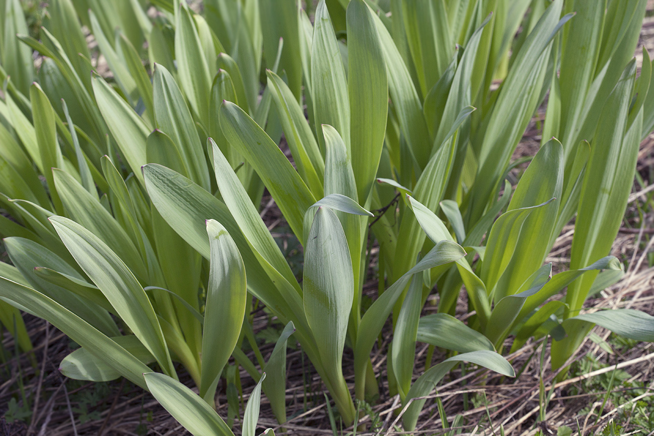 Image of Allium aflatunense specimen.