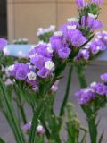 Limonium sinuatum. Верхушка побега с соцветием. Красноярский край, г. Красноярск, в культуре. 17.08.2018.