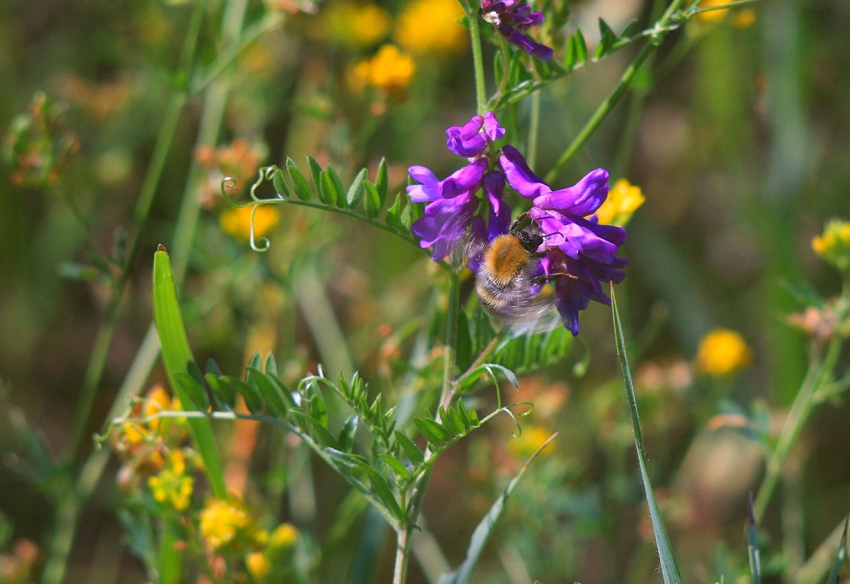 Image of Vicia cracca specimen.