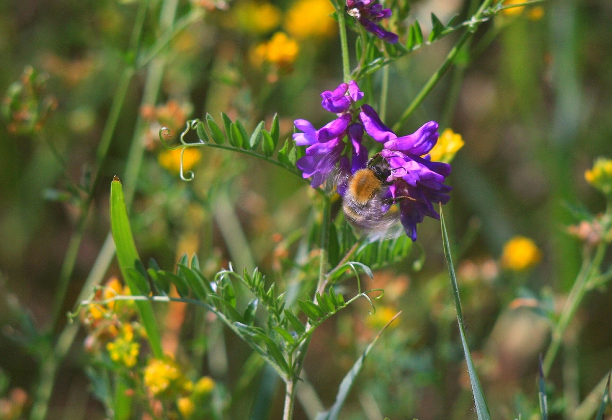 Изображение особи Vicia cracca.