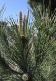 Pinus pinea