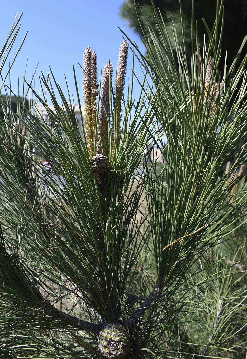 Image of Pinus pinea specimen.