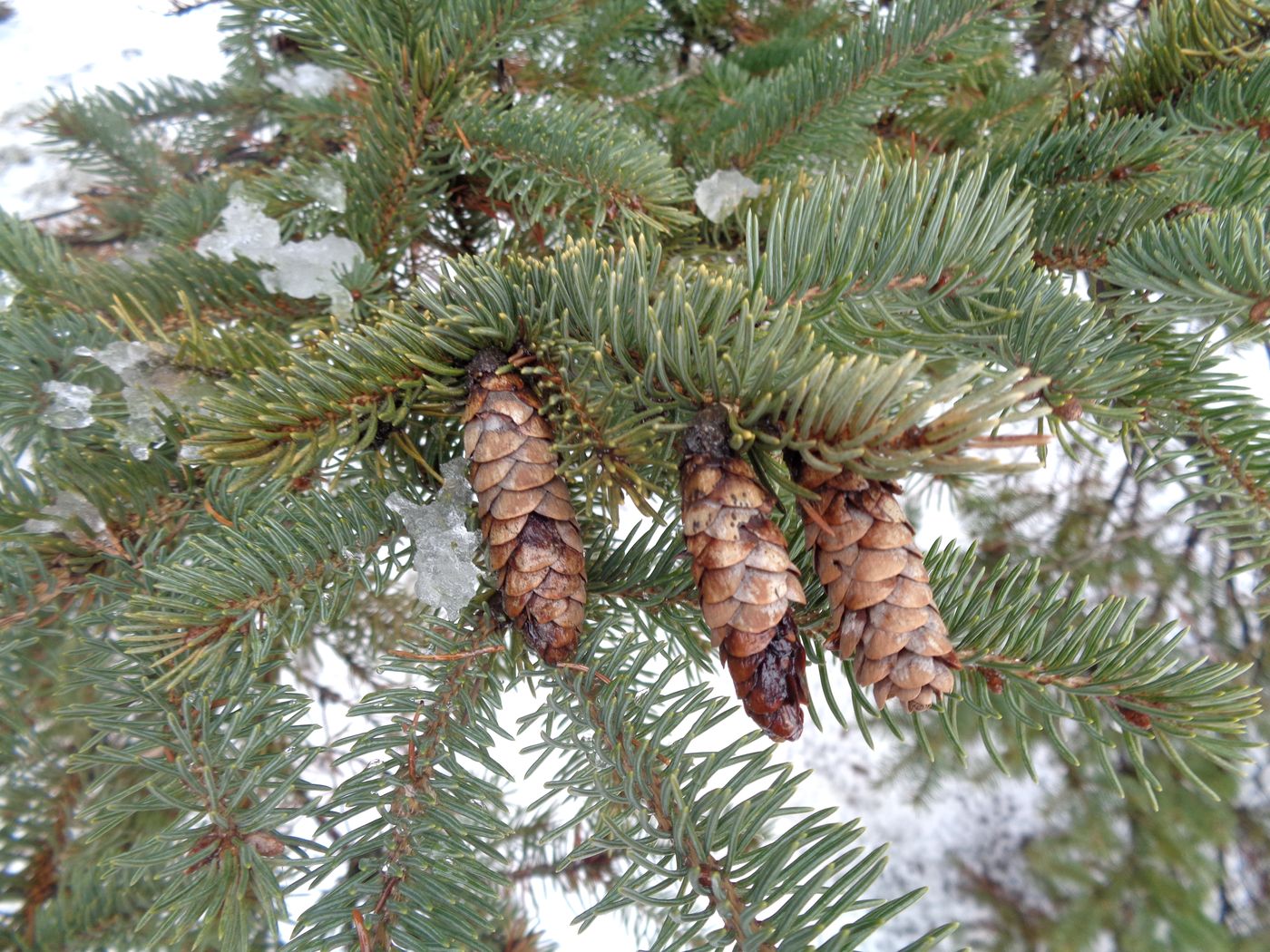 Image of Picea glauca specimen.