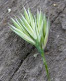 Dactylis glomerata