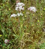 Allium trifoliatum. Цветущие растения. Республика Кипр, Троодос (Τρόοδος), 1300 м н.у.м., неглубокая балка на склоне горы. 14.04.2019.