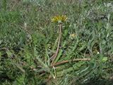 Taraxacum hellenicum. Цветущее растение. Крым, Севастополь, мыс Иванова Коса, степь. 07.05.2019.