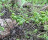 Adiantum aleuticum. Молодой разворачивающийся лист. Московская обл., Щёлковский р-н, в культуре. 17.05.2019.