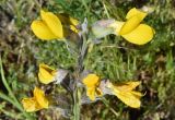 Thermopsis alterniflora