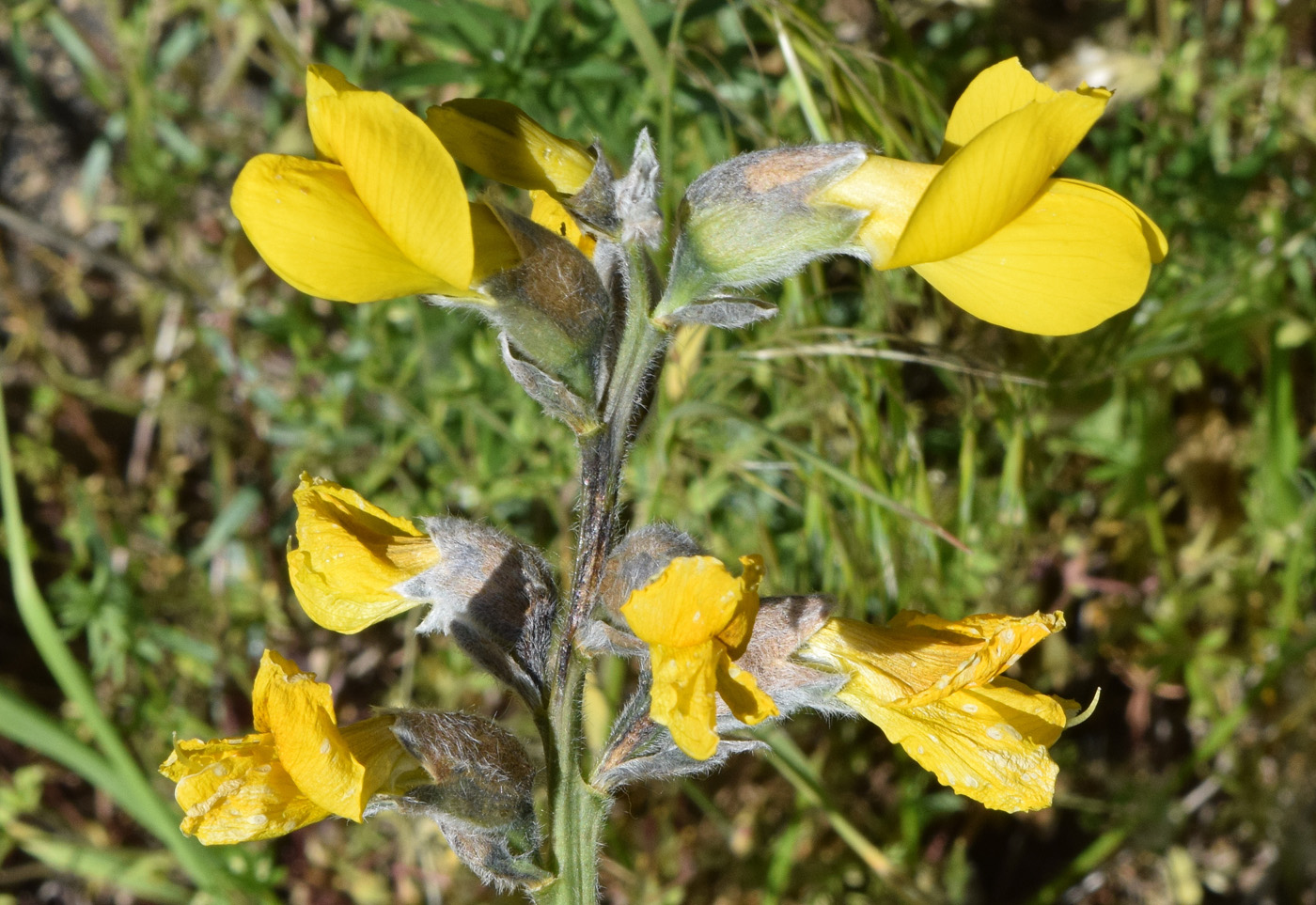 Image of Thermopsis alterniflora specimen.