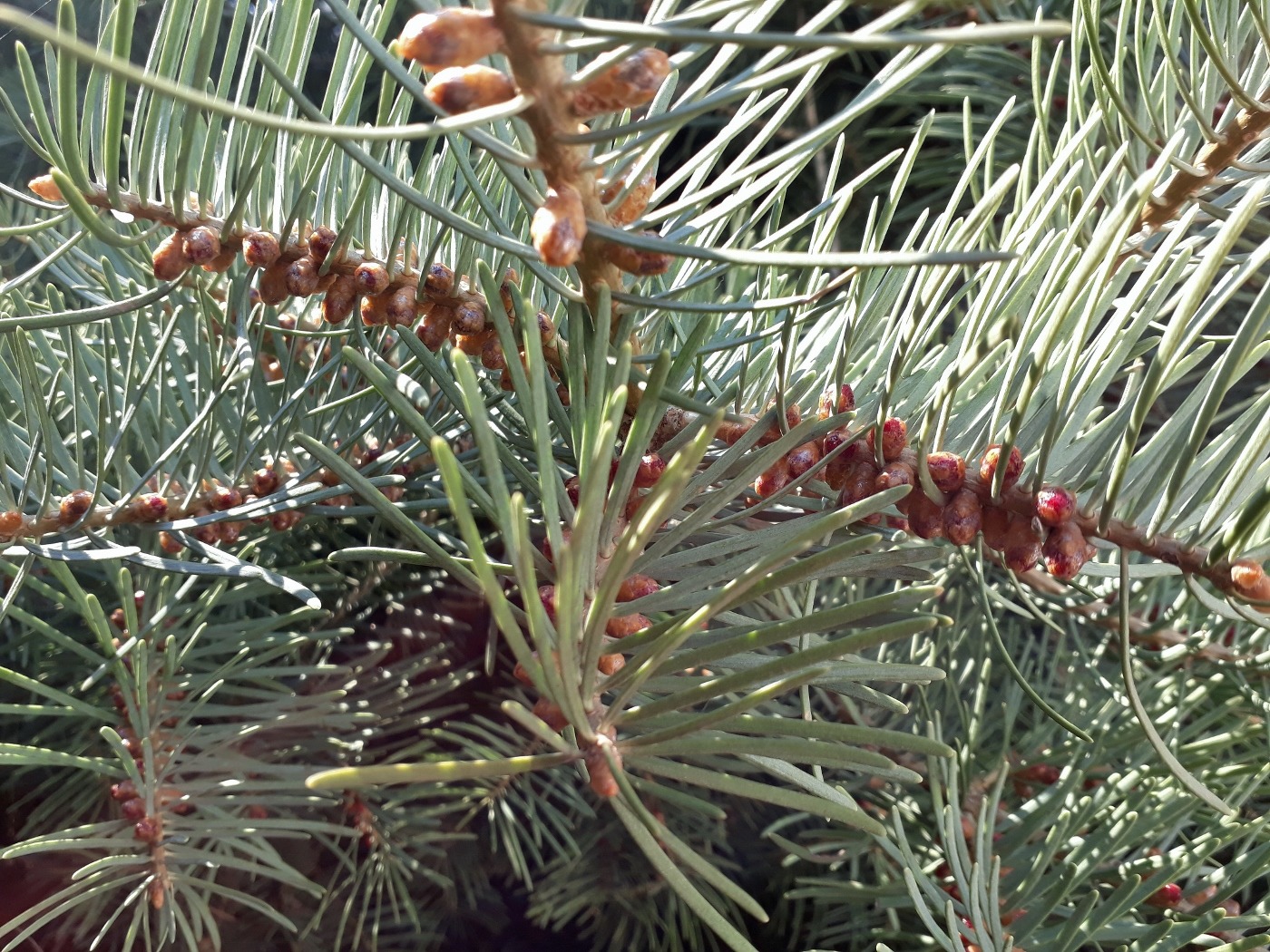 Изображение особи Abies concolor.