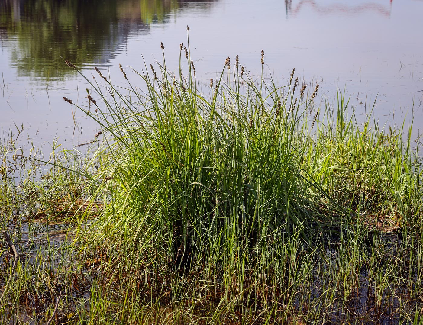 Изображение особи Carex vulpina.