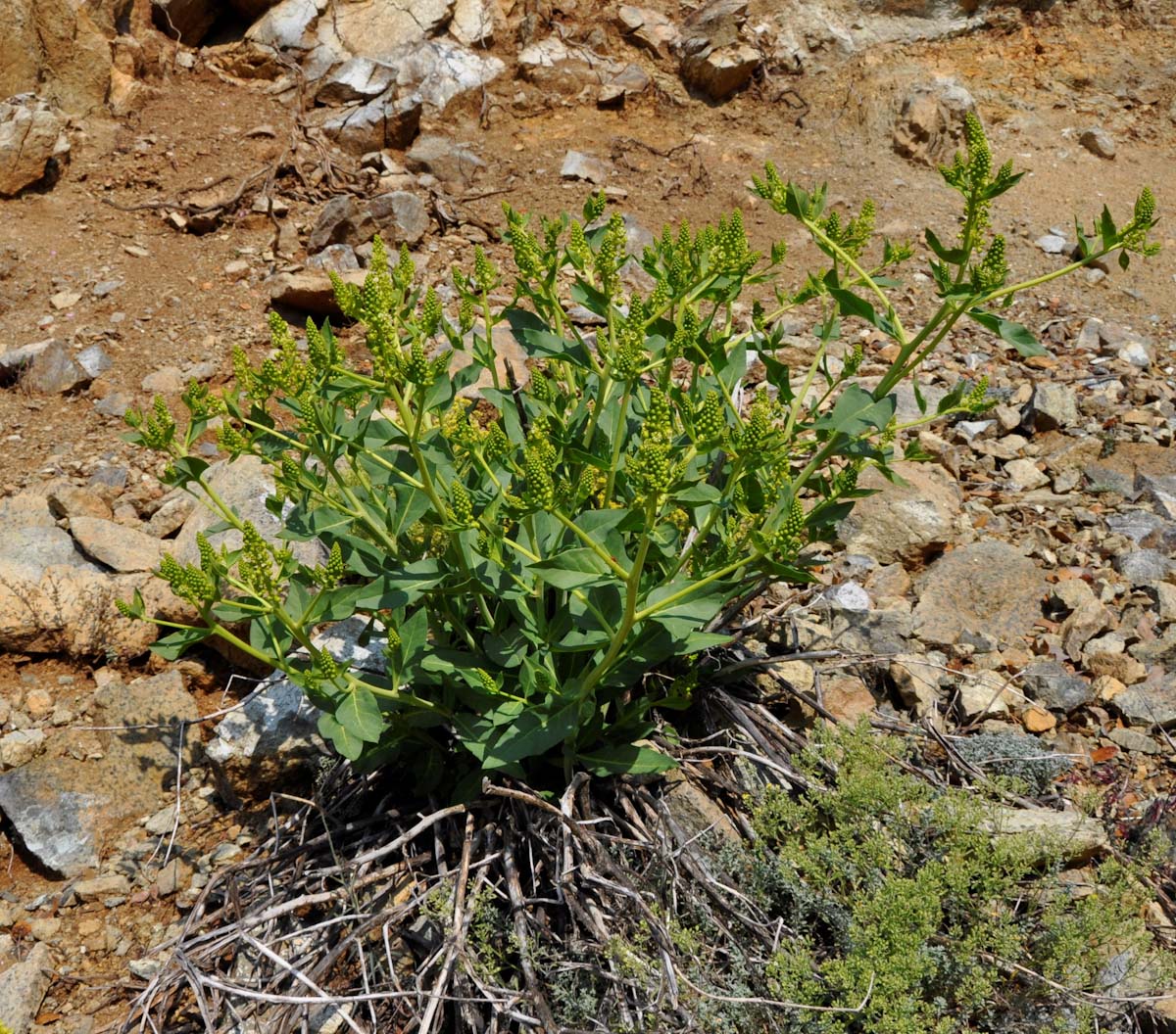 Image of Phytolacca pruinosa specimen.