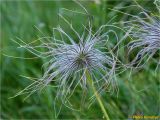 Pulsatilla scherfelii. Верхушка побега с плодом. Украина, Ивано-Франковская обл., Украинские Карпаты, хребет Черногора, юго-восточный склон горы Говерла, 1950 м н.у.м., каменистый субальпийский луг. 26.06.2019.