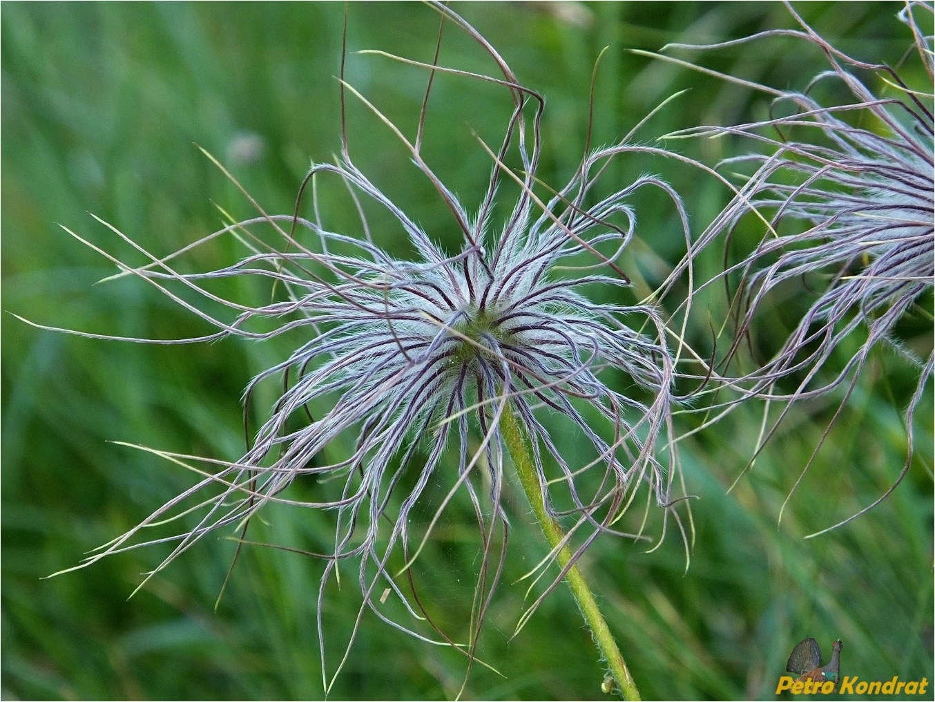 Изображение особи Pulsatilla scherfelii.