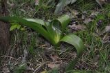 Colchicum speciosum. Плодоносящее растение. Турция, ил Артвин, окр. храма Пархали, окраина лиственного леса на склоне горы. 23.04.2019.