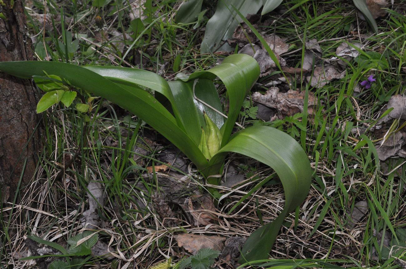 Image of Colchicum speciosum specimen.