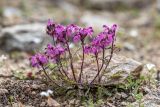 Pedicularis crassirostris. Цветущее растение. Кабардино-Балкария, Эльбрусский р-н, окр. оз. Сылтранкёль, высота 3185 м н.у.м., каменистый альпийский луг. 05.08.2019.