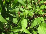 Rhodotypos scandens