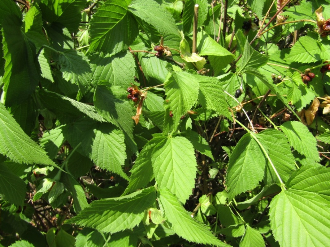 Image of Rhodotypos scandens specimen.