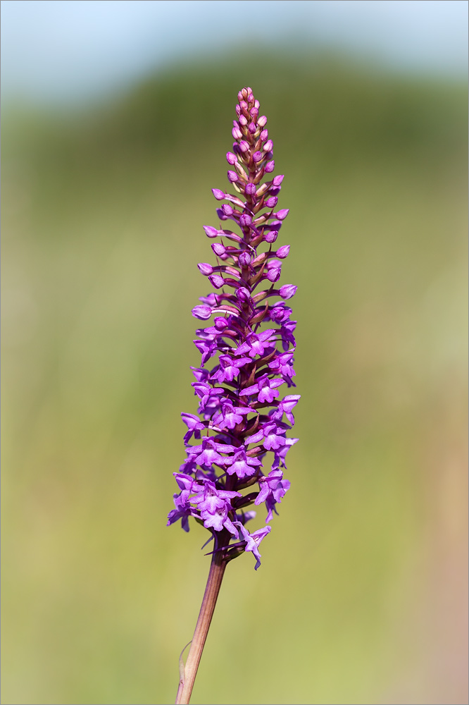 Image of Gymnadenia densiflora specimen.