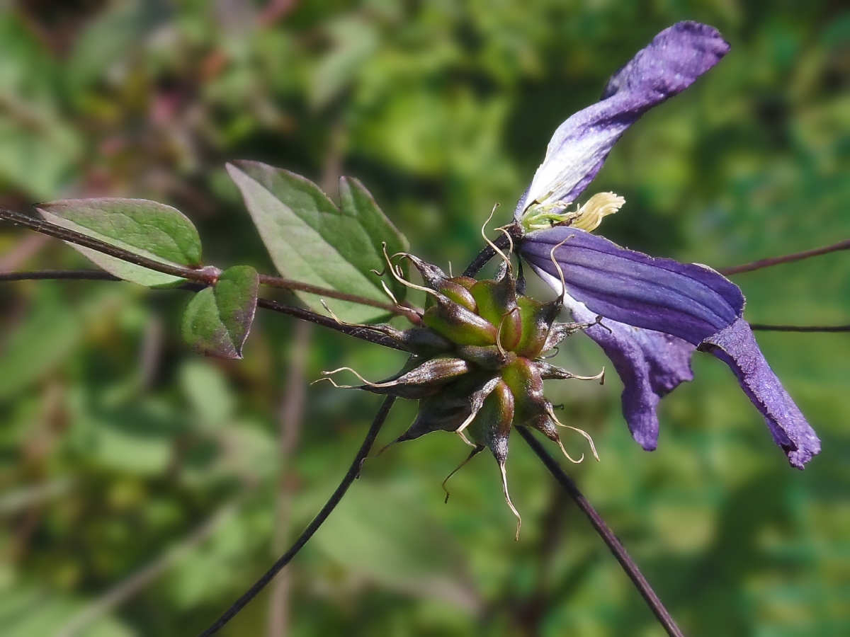 Image of Clematis viticella specimen.