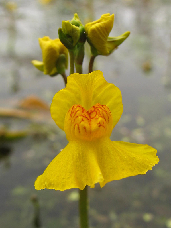 Изображение особи Utricularia australis.