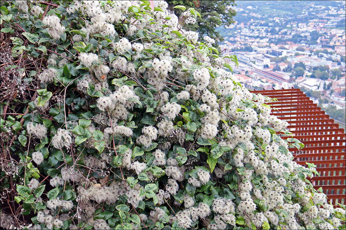 Image of Clematis vitalba specimen.