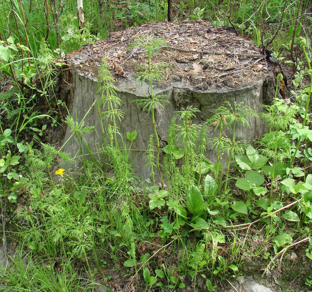 Изображение особи Equisetum sylvaticum.