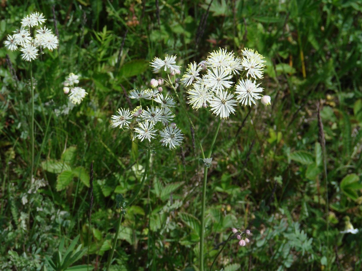 Image of Thalictrum petaloideum specimen.