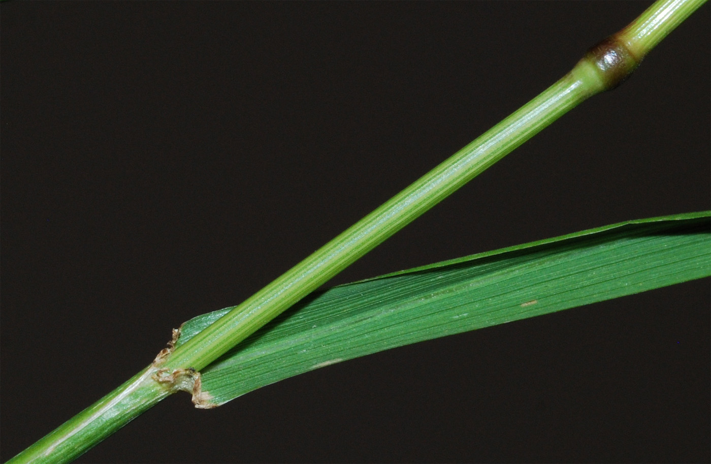 Image of Lolium multiflorum specimen.