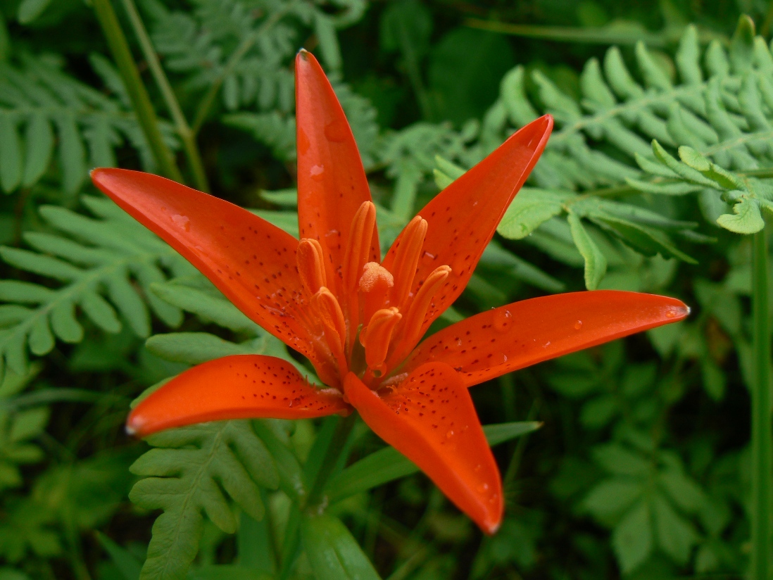 Изображение особи Lilium buschianum.