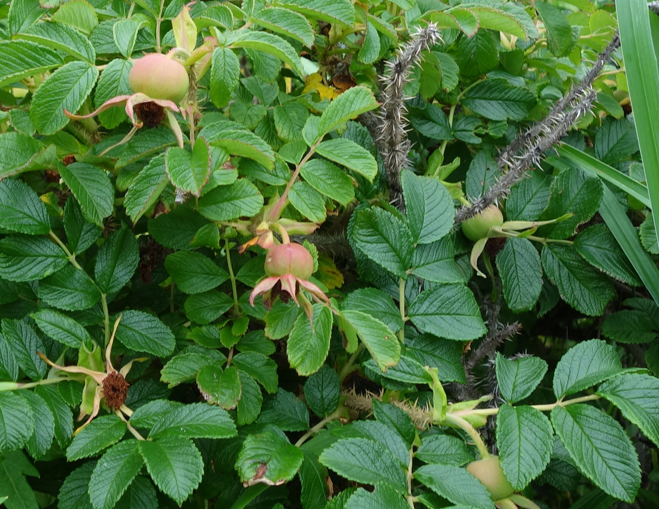 Изображение особи Rosa rugosa.