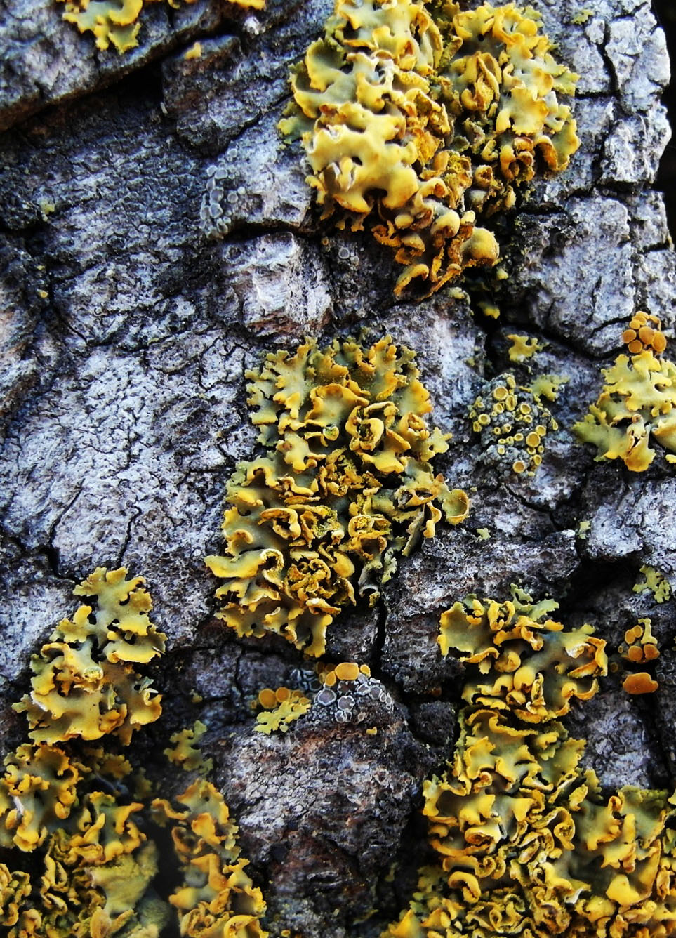 Image of Xanthomendoza poeltii specimen.