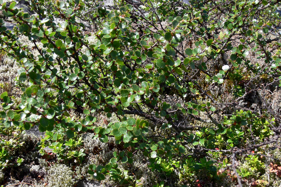 Image of Betula nana specimen.