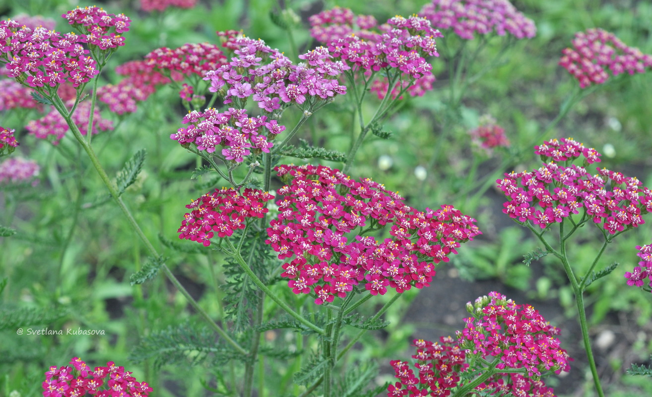 Изображение особи Achillea millefolium.