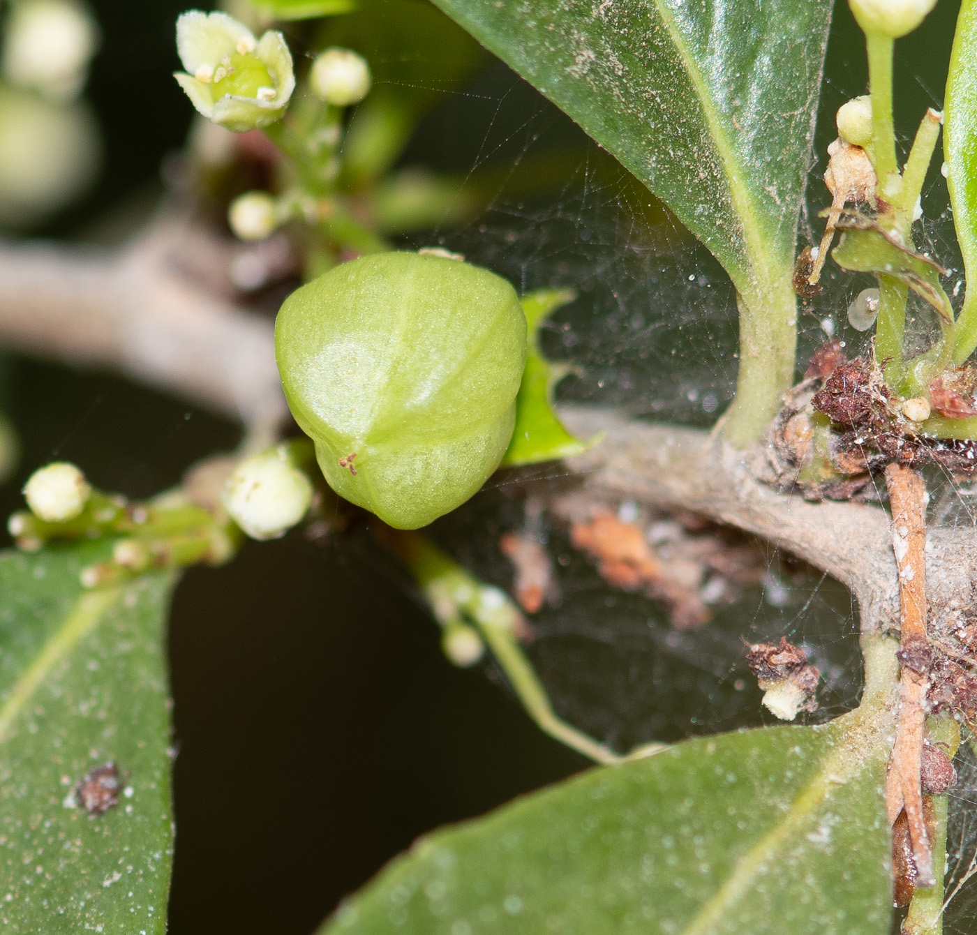 Изображение особи Maytenus canariensis.