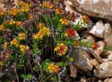 Rhodiola quadrifida