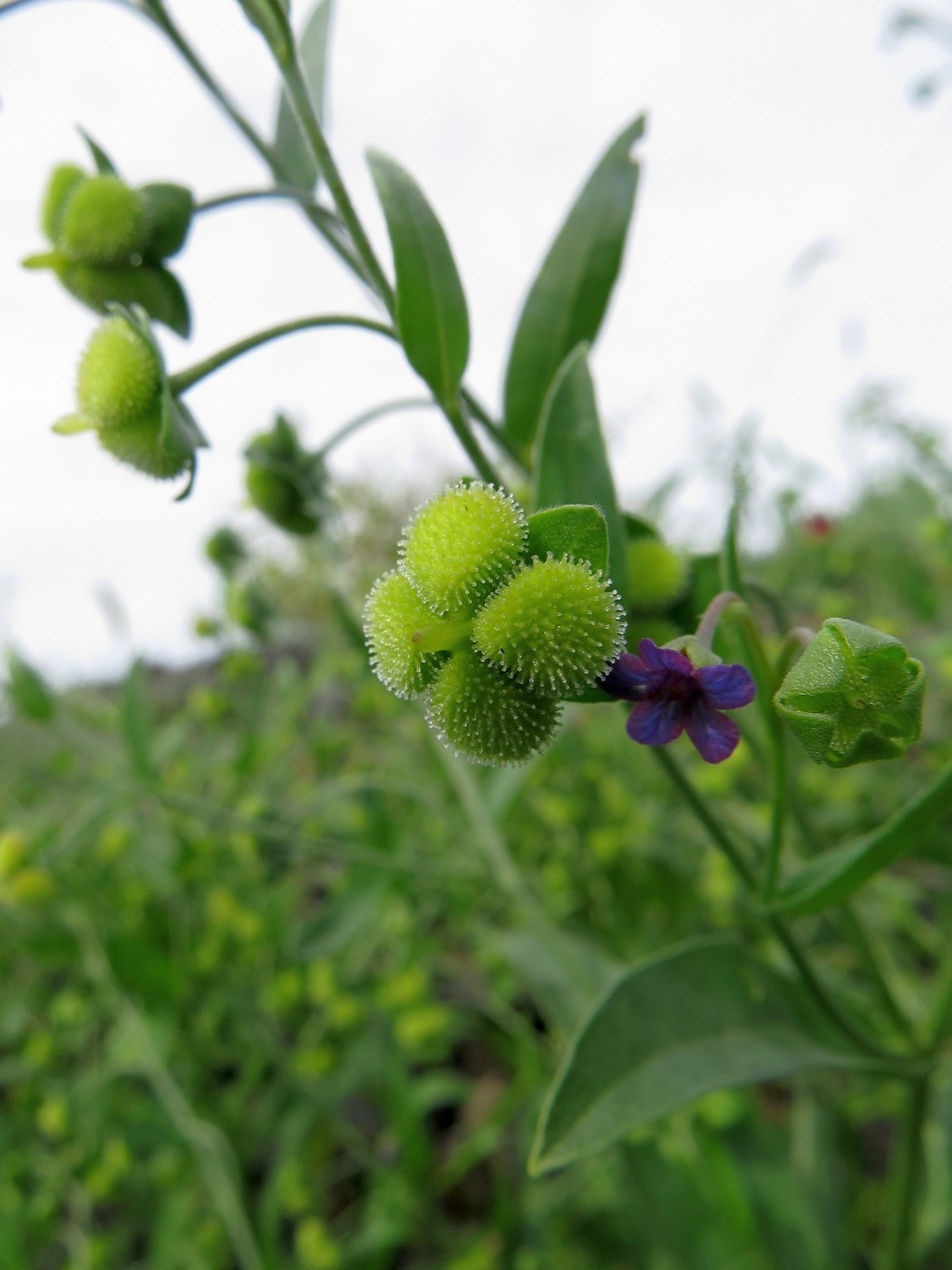 Изображение особи Cynoglossum divaricatum.