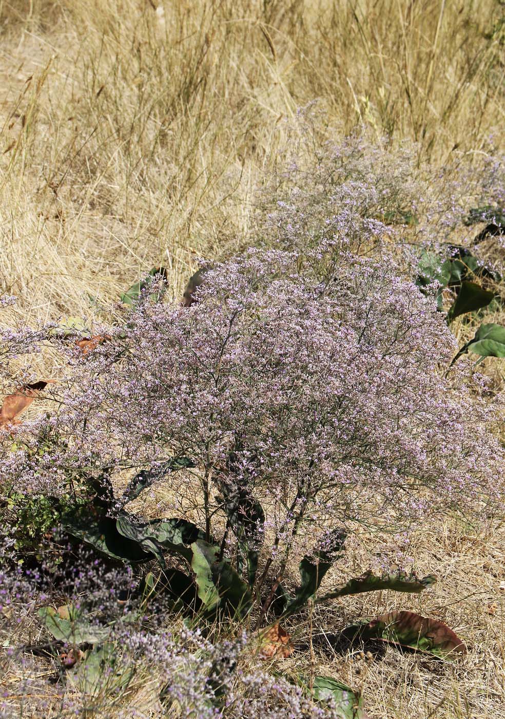 Изображение особи Limonium coriarium.