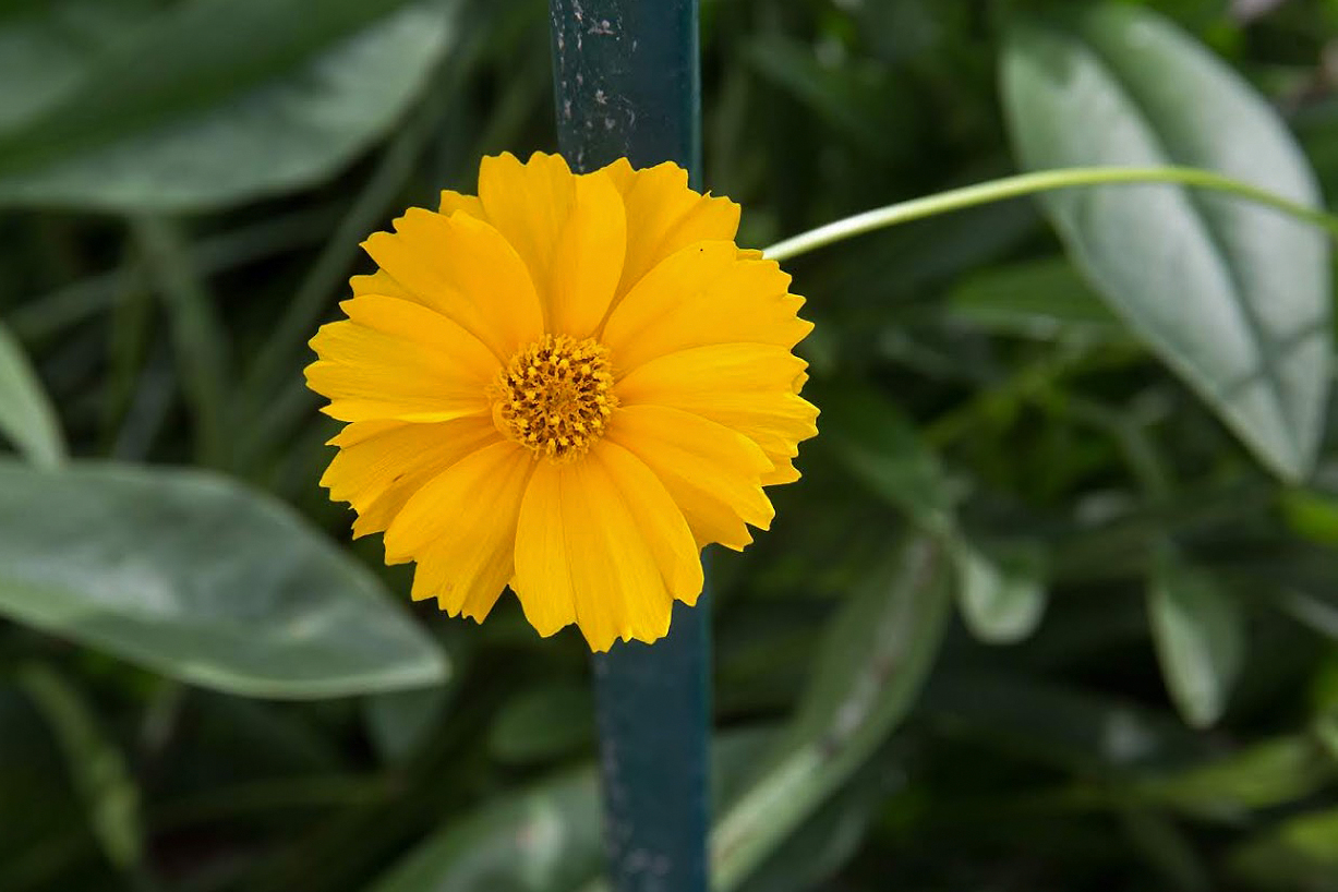 Изображение особи Coreopsis grandiflora.