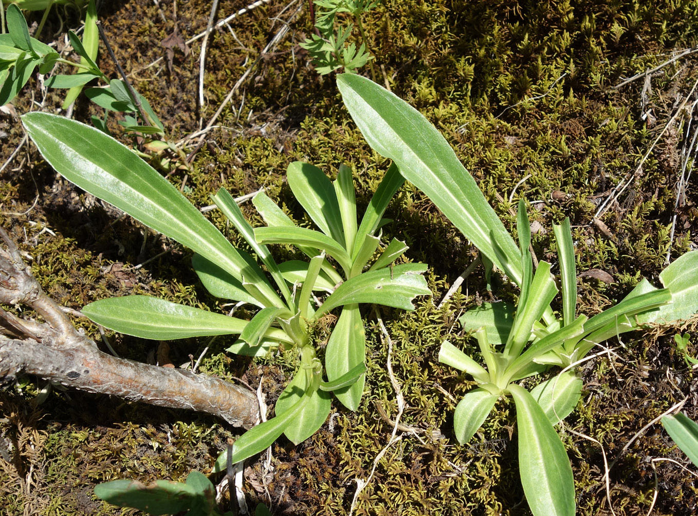 Image of Gentiana olivieri specimen.