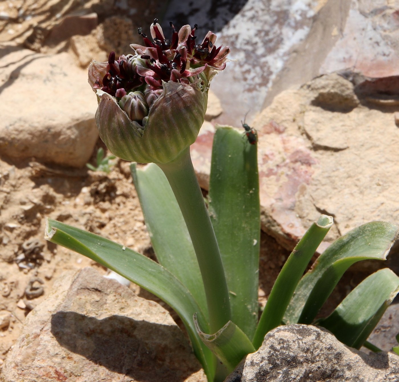 Image of Allium rothii specimen.