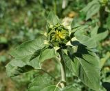 Helianthus annuus