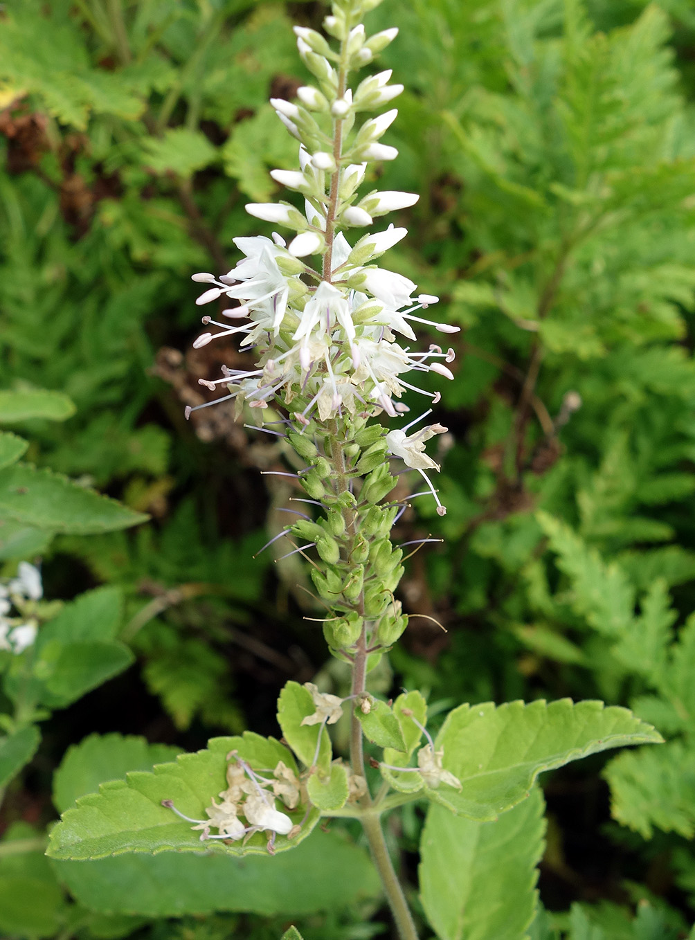 Image of Veronica daurica specimen.